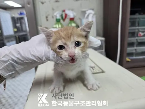 한국 고양이 · 00134, 가족을 기다리는 고양이