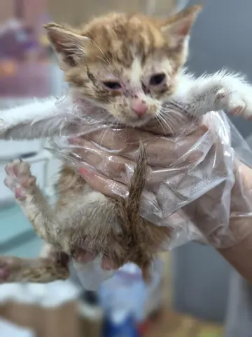 한국 고양이 · 00282, 가족을 기다리는 고양이