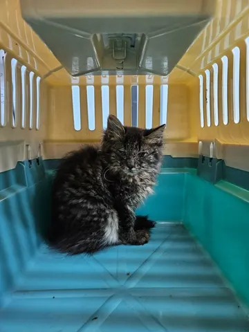 한국 고양이 · 00106, 가족을 기다리는 고양이