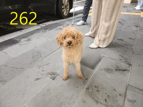 푸들 · 00266, 가족을 기다리는 강아지