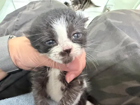 한국 고양이 · 00125, 가족을 기다리는 고양이
