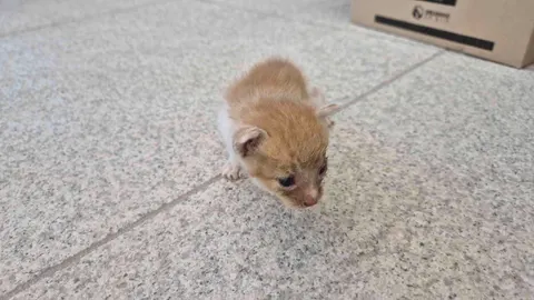 한국 고양이 · 00348, 가족을 기다리는 고양이
