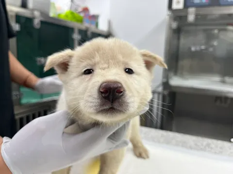 믹스견 · 00034, 가족을 기다리는 강아지