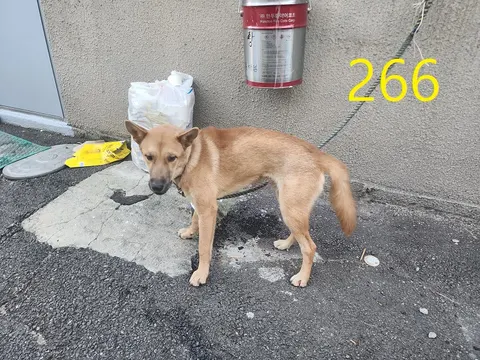 믹스견 · 00270, 가족을 기다리는 강아지