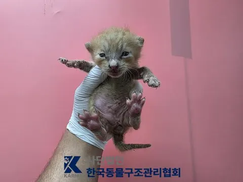 한국 고양이 · 00097, 가족을 기다리는 고양이