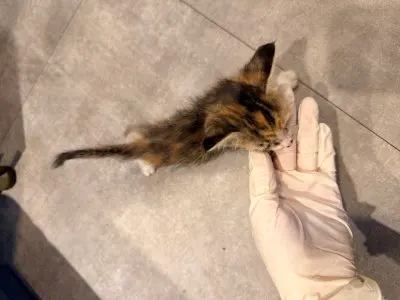믹스묘 · 00219, 가족을 기다리는 고양이