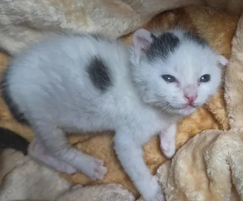 한국 고양이 · 00302, 가족을 기다리는 고양이