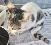 한국 고양이 · 00080, 가족을 기다리는 고양이