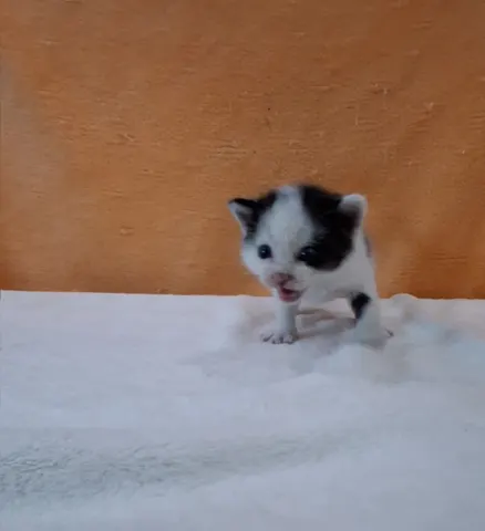 믹스묘 · 00771, 가족을 기다리는 고양이