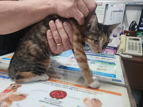 한국 고양이 · 00511, 가족을 기다리는 고양이