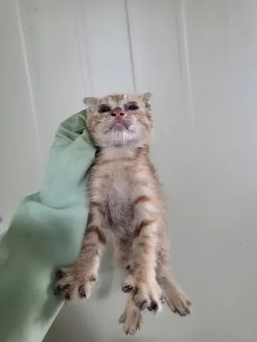 한국 고양이 · 00202, 가족을 기다리는 고양이