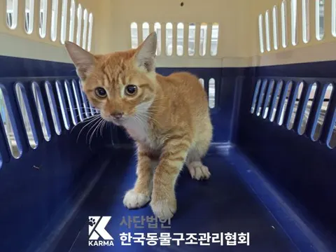 한국 고양이 · 00115, 가족을 기다리는 고양이