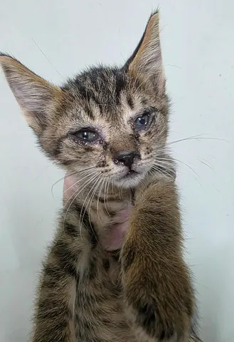 한국 고양이 · 00266, 가족을 기다리는 고양이