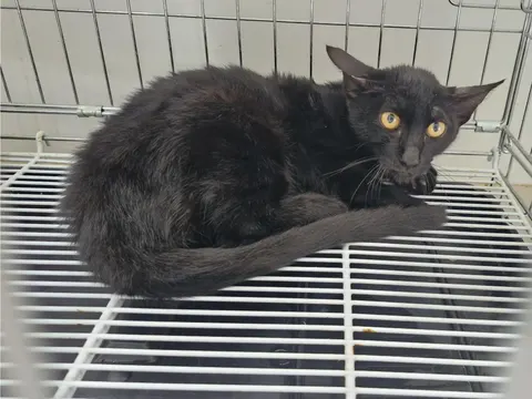 한국 고양이 · 00145, 가족을 기다리는 고양이