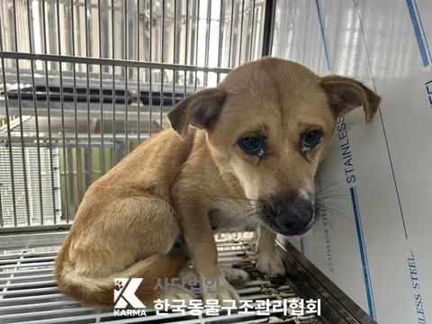 믹스견 · 00666, 가족을 기다리는 강아지