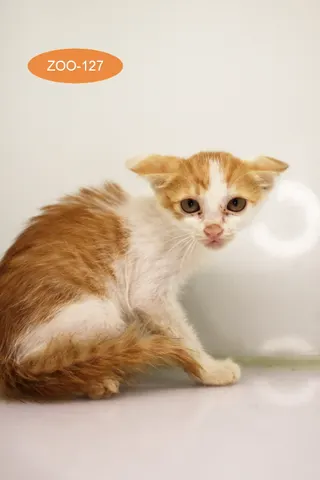 한국 고양이 · 00460, 가족을 기다리는 고양이