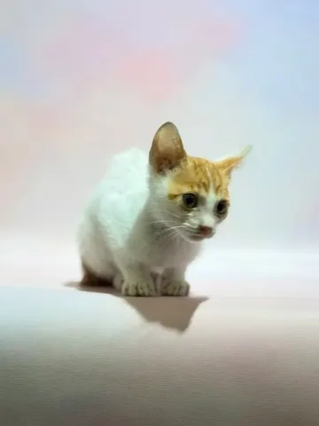 믹스묘 · 00268, 가족을 기다리는 고양이