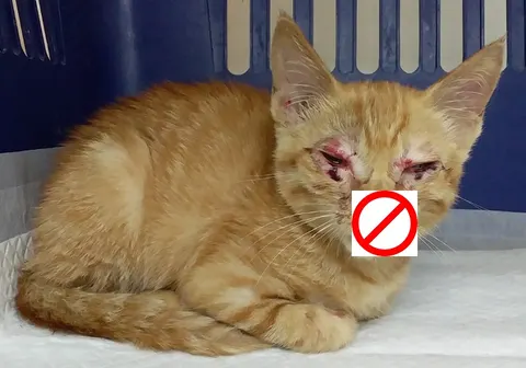 한국 고양이 · 00289, 가족을 기다리는 고양이