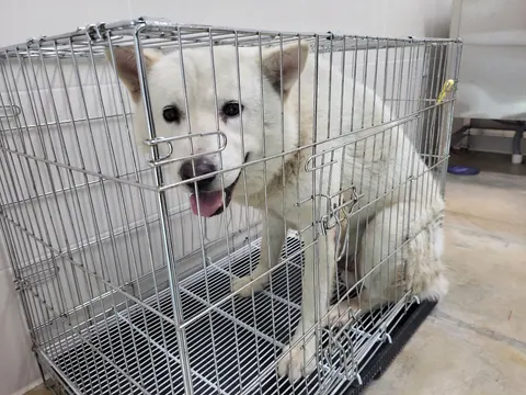 풍산견 · 00548, 가족을 기다리는 강아지