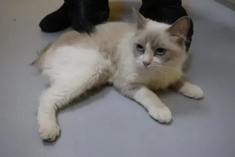 믹스묘 · 02139, 가족을 기다리는 고양이