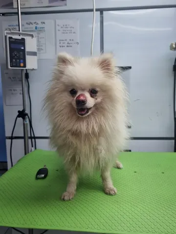포메라니안 · 00105, 가족을 기다리는 강아지