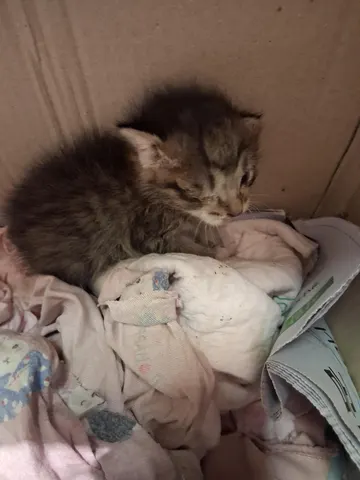 한국 고양이 · 00142, 가족을 기다리는 고양이