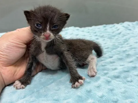 한국 고양이 · 00049, 가족을 기다리는 고양이