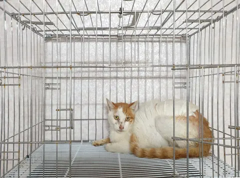 한국 고양이 · 00403, 가족을 기다리는 고양이