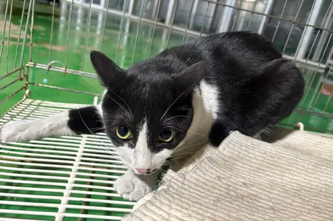 한국 고양이 · 00651, 가족을 기다리는 고양이
