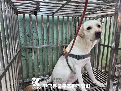 라브라도 리트리버 · 00083, 가족을 기다리는 강아지