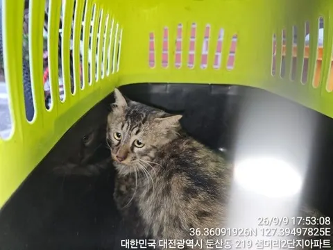 노르웨이 숲 · 00234, 가족을 기다리는 고양이