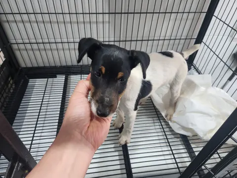 믹스견 · 00359, 가족을 기다리는 강아지