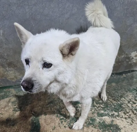 믹스견 · 00373, 가족을 기다리는 강아지