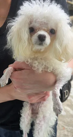 푸들 · 00273, 가족을 기다리는 강아지