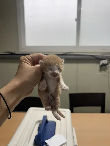 한국 고양이 · 00186, 가족을 기다리는 고양이