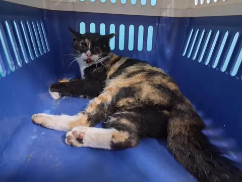 한국 고양이 · 00427, 가족을 기다리는 고양이