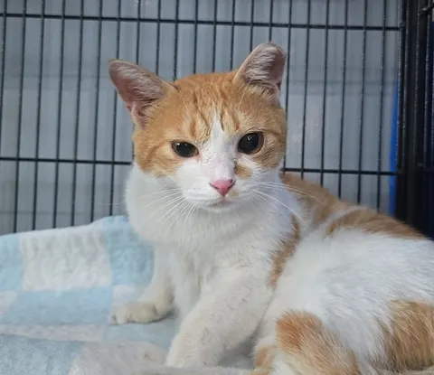 믹스묘 · 00723, 가족을 기다리는 고양이