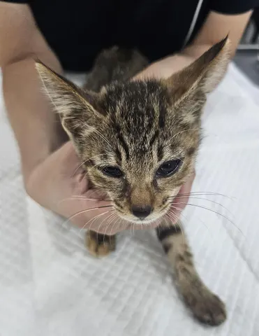 한국 고양이 · 00350, 가족을 기다리는 고양이
