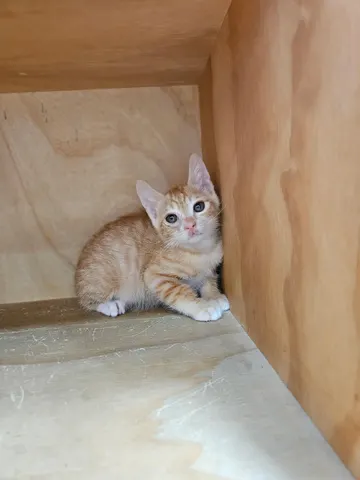 한국 고양이 · 00195, 가족을 기다리는 고양이