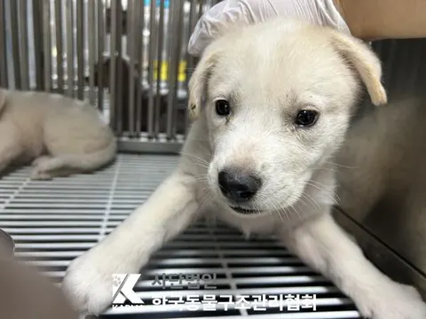 믹스견 · 00099, 가족을 기다리는 강아지