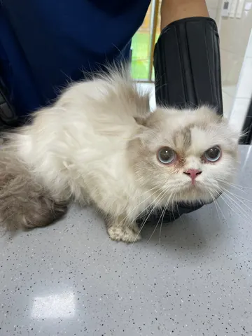 레그돌 · 02060, 가족을 기다리는 고양이