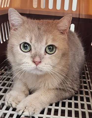 브리티시 쇼트헤어 · 00391, 가족을 기다리는 고양이