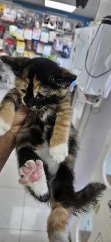 한국 고양이 · 00174, 가족을 기다리는 고양이