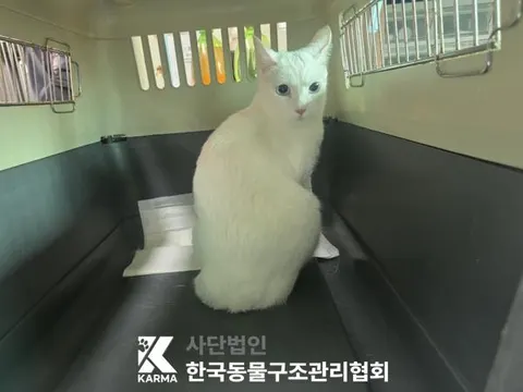 기타 · 00103, 가족을 기다리는 고양이