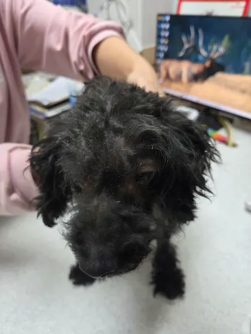 푸들 · 00153, 가족을 기다리는 강아지