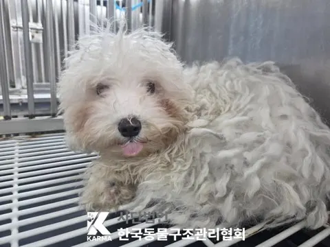 말티즈 · 00113, 가족을 기다리는 강아지