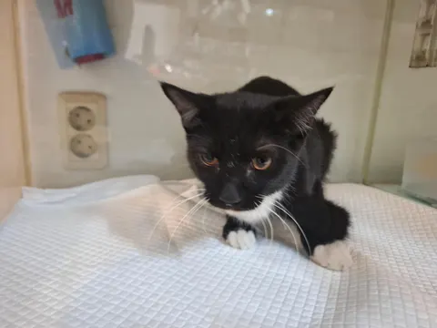 한국 고양이 · 00875, 가족을 기다리는 고양이