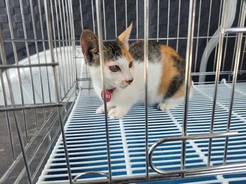 한국 고양이 · 00542, 가족을 기다리는 고양이