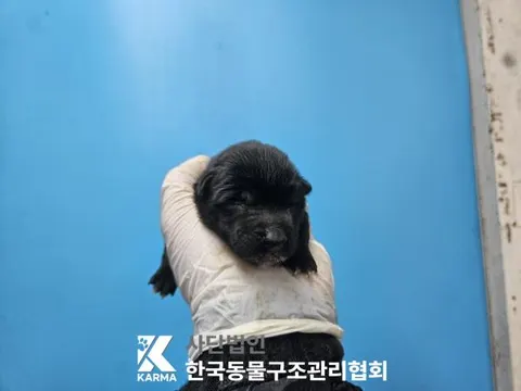 믹스견 · 00173, 가족을 기다리는 강아지