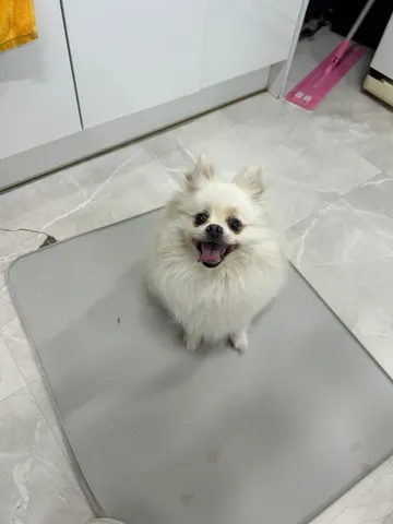 포메라니안 · 01168, 가족을 기다리는 강아지